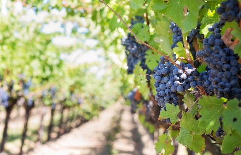 Quand les développeurs IoT aident à surveiller la fermentation du vin - Vin Fermentation Vigne 800x515